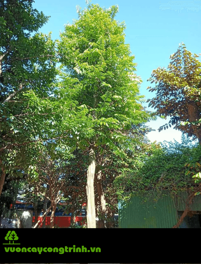 Khám Phá Cây Hồng Tiến Vua – Loại Cây Ăn Quả Cổ Thụ Đáng Trồng Nhất Cho Sân Vườn