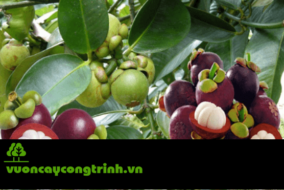 Lá Đẹp, Trái Ngon, Ít Sâu Bệnh – Cây Măng Cụt Là “Ứng Cử Viên Sáng Giá” Cho Vườn Nhà Bạn