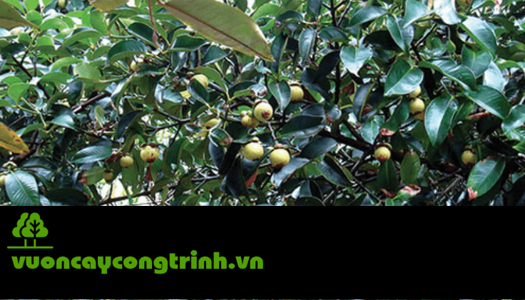 Lá Đẹp, Trái Ngon, Ít Sâu Bệnh – Cây Măng Cụt Là “Ứng Cử Viên Sáng Giá” Cho Vườn Nhà Bạn
