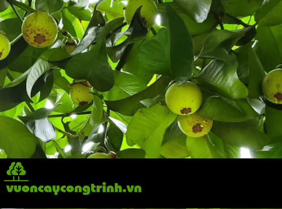Lá Đẹp, Trái Ngon, Ít Sâu Bệnh – Cây Măng Cụt Là “Ứng Cử Viên Sáng Giá” Cho Vườn Nhà Bạn