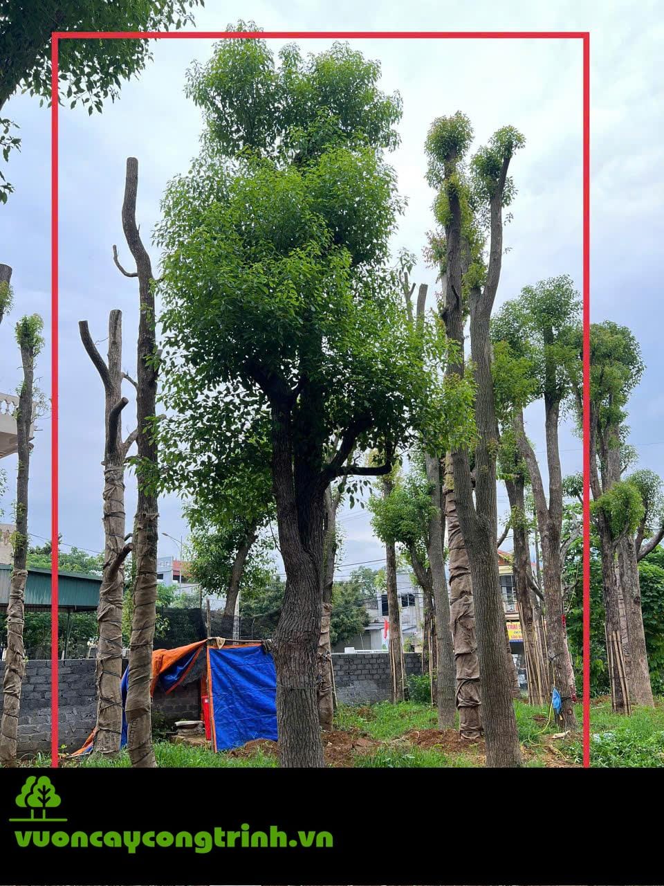Mua Cây Long Não Giá Tốt Tại Hà Nội