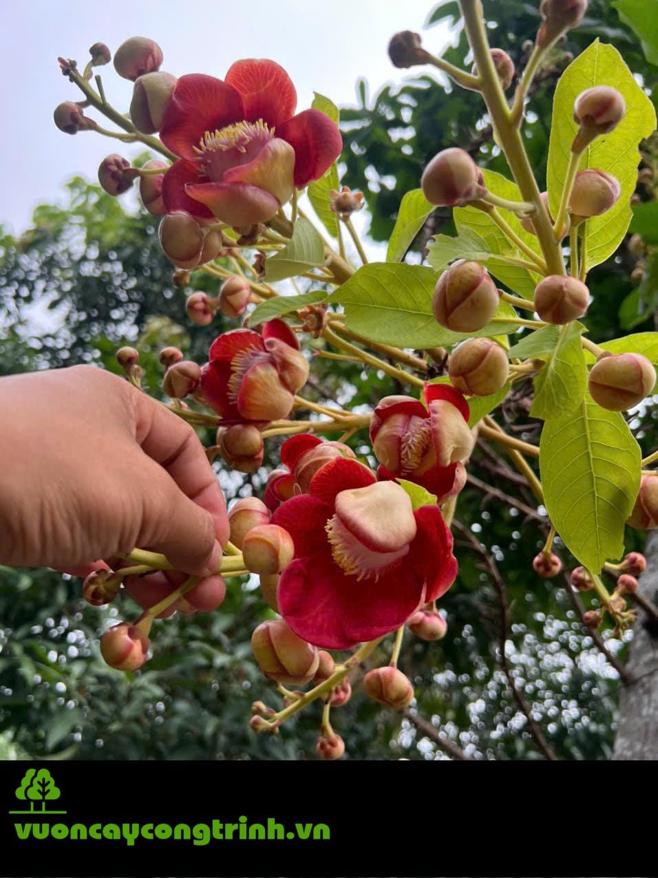 Nên Trồng Cây Sa La ở Đâu để Giữ Đúng Ý Nghĩa Tâm Linh?