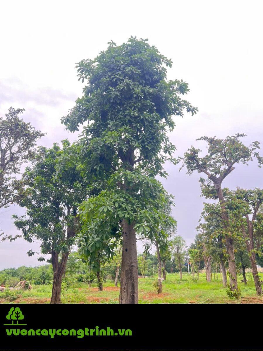 Nên Trồng Cây Sa La ở Đâu để Giữ Đúng Ý Nghĩa Tâm Linh?