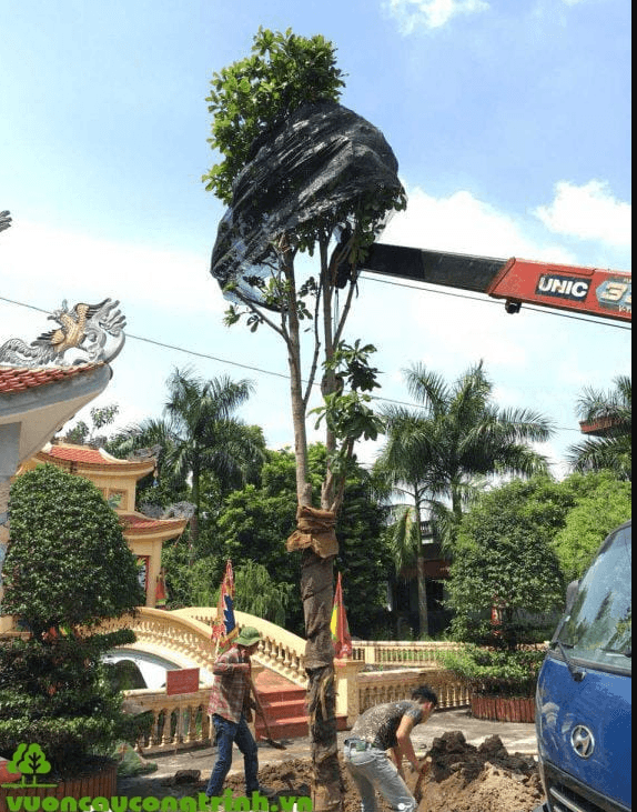 Ngọc Kỳ Lân – Loài Cây Vừa Đẹp Vừa Linh Ứng Cho Các Công Trình Tâm Linh