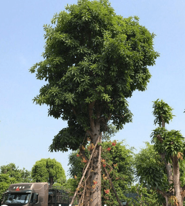 Ngọc Kỳ Lân – Loài Cây Vừa Đẹp Vừa Linh Ứng Cho Các Công Trình Tâm Linh