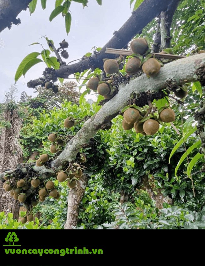 Quả Hồng Sung Có Ăn Được Không?