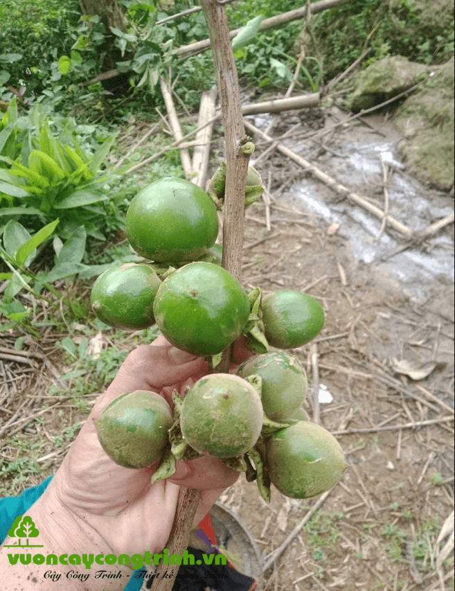Quả Hồng Sung Có Ăn Được Không?