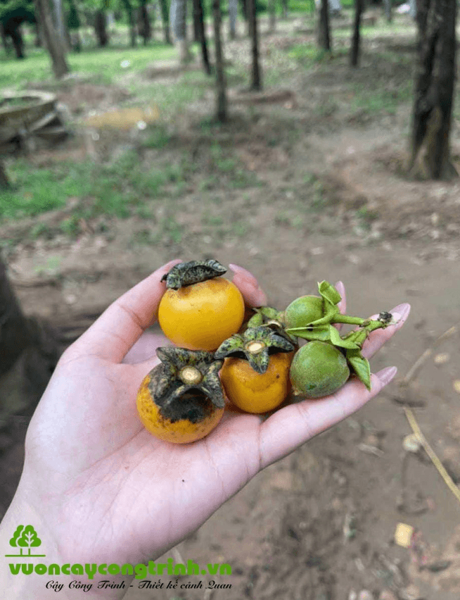 Quả Hồng Sung Có Ăn Được Không?