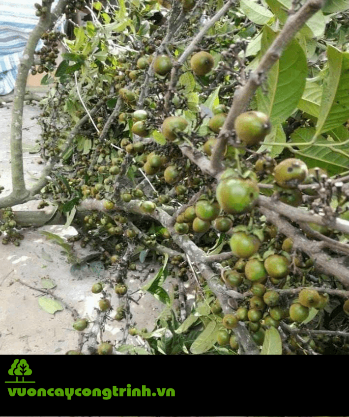 Quả Hồng Sung Có Ăn Được Không?