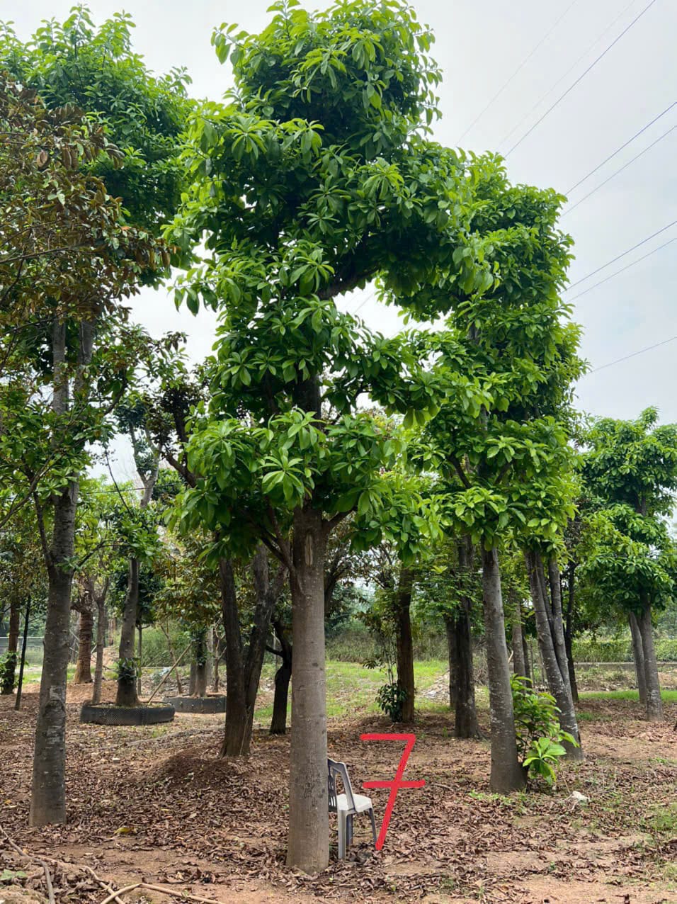 Sala – Cây Cung Tiến Linh Thiêng Cho Đình Chùa, Nhà Thờ Họ
