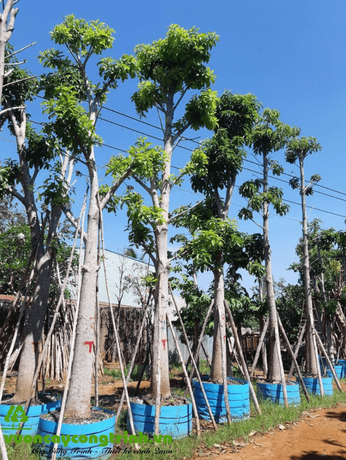 Sala – Cây Cung Tiến Linh Thiêng Cho Đình Chùa, Nhà Thờ Họ