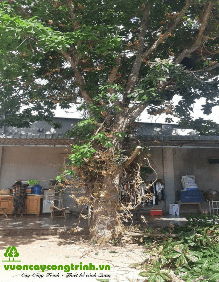 Sala – Cây Cung Tiến Linh Thiêng Cho Đình Chùa, Nhà Thờ Họ