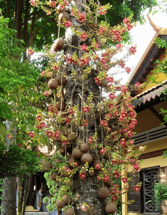 Sala – Cây Cung Tiến Linh Thiêng Cho Đình Chùa, Nhà Thờ Họ