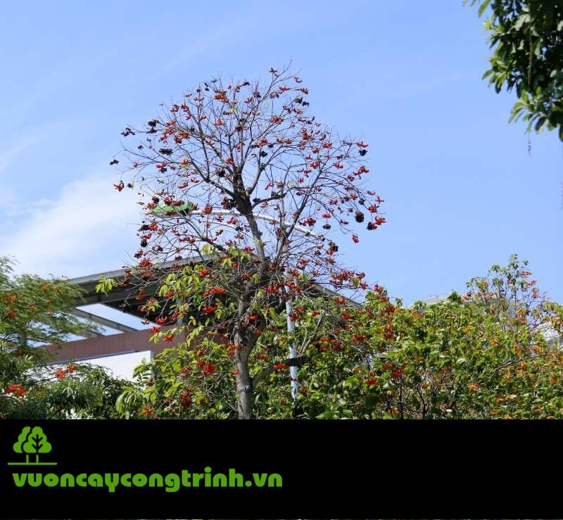 Sang Hoa Đỏ: Loài Cây Rễ Khỏe, Lá Xanh, Hoa Đẹp Đáng Trồng Nhất Hiện Nay