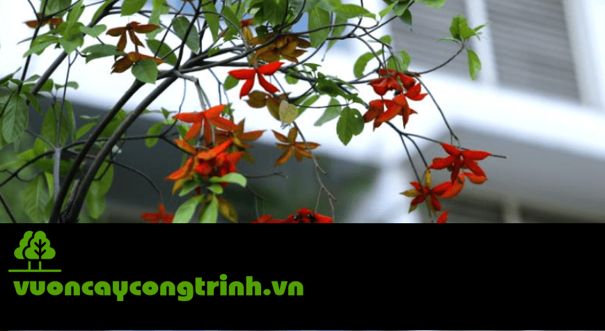 Sang Hoa Đỏ: Loài Cây Rễ Khỏe, Lá Xanh, Hoa Đẹp Đáng Trồng Nhất Hiện Nay