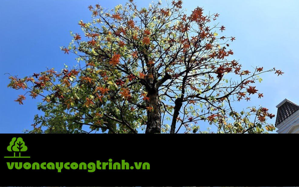 Sang Hoa Đỏ: Loài Cây Rễ Khỏe, Lá Xanh, Hoa Đẹp Đáng Trồng Nhất Hiện Nay