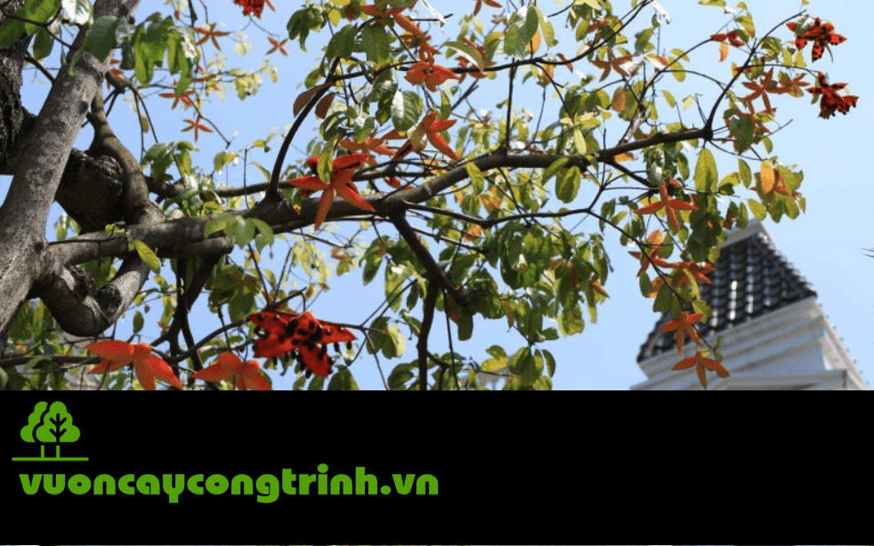 Sang Hoa Đỏ: Loài Cây Rễ Khỏe, Lá Xanh, Hoa Đẹp Đáng Trồng Nhất Hiện Nay