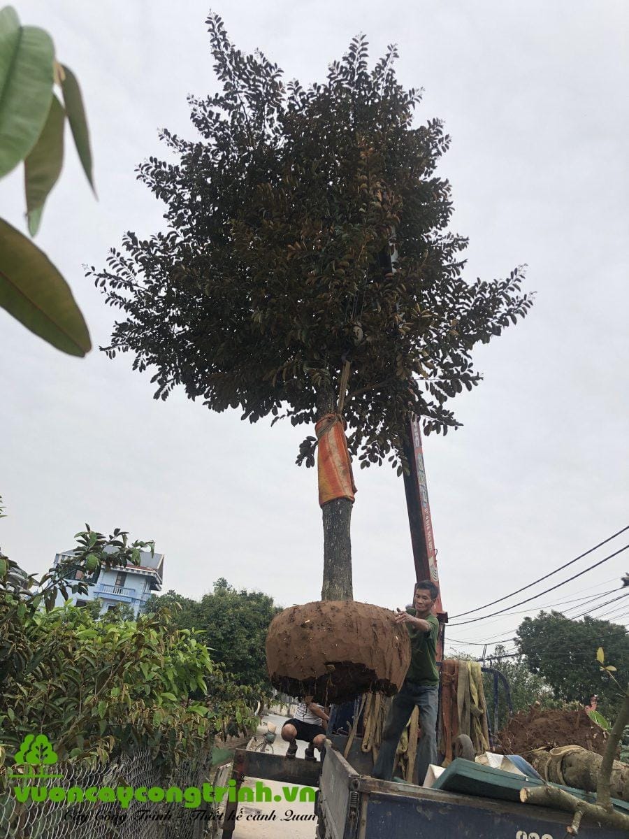 Tìm Mua Cây Vú Sữa Công Trình Giá Tốt