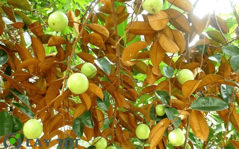 Tìm Mua Cây Vú Sữa Công Trình Giá Tốt
