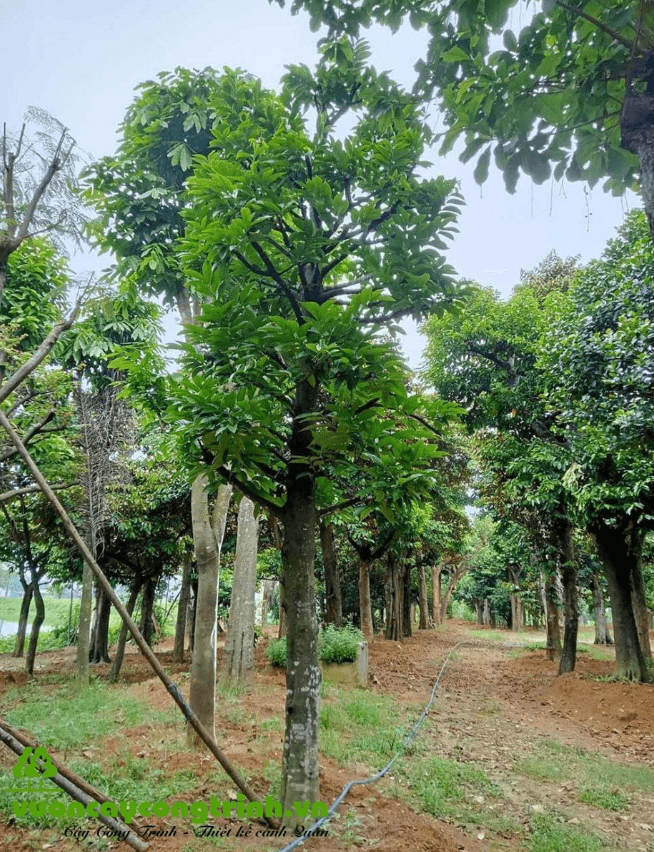 Top 5 Lý Do Nên Trồng Cây Hồng Tiến Vua Trong Sân Vườn Gia Đình
