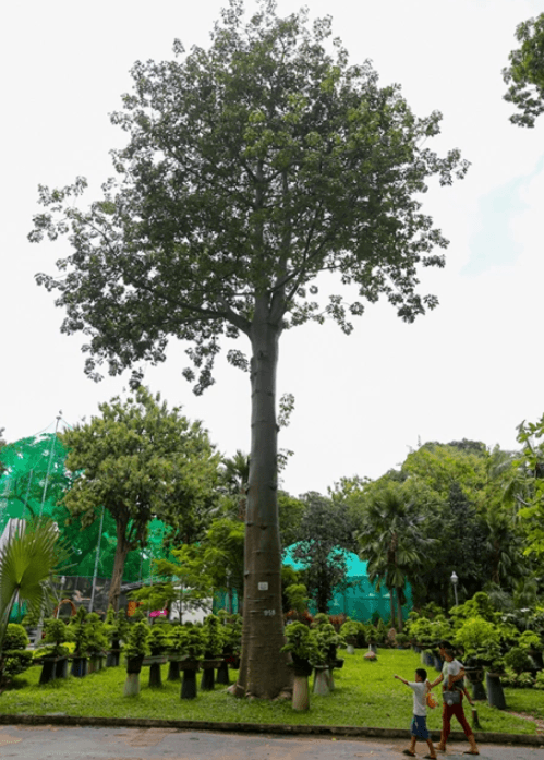 Trồng Cây Bao Báp: Lựa Chọn Độc Lạ Của Người Yêu Cây