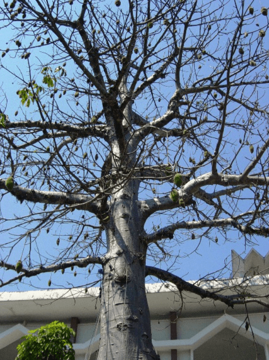 Trồng Cây Bao Báp: Lựa Chọn Độc Lạ Của Người Yêu Cây
