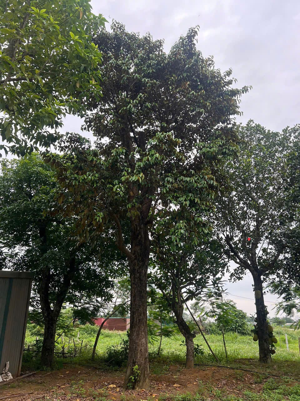 Vì Sao Nên Chọn Vú Sữa Làm Cây Công Trình?