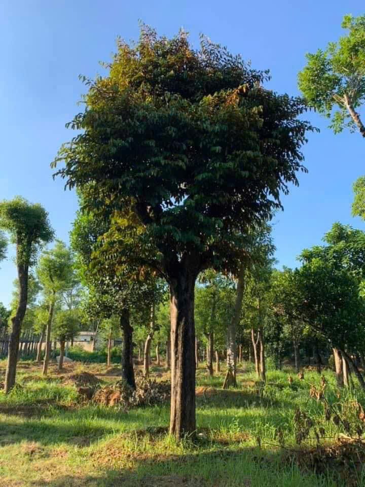 Vì Sao Nên Chọn Vú Sữa Làm Cây Công Trình?