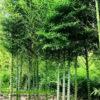 Cây Trúc Nguyên Bảo