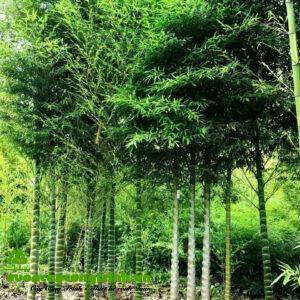 Cây Trúc Nguyên Bảo